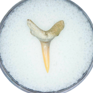 Genuine Miocene Age Odontaspis acutissima Extinct Sand Tiger Shark Tooth Fossil for Sale from North Carolina #40