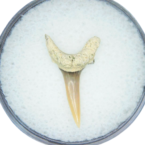 Genuine Miocene Age Odontaspis acutissima Extinct Sand Tiger Shark Tooth Fossil for Sale from North Carolina #41