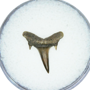 Genuine Miocene Age Odontaspis acutissima Extinct Sand Tiger Shark Tooth Fossil for Sale from North Carolina #42