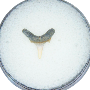 Genuine Miocene Age Odontaspis acutissima Extinct Sand Tiger Shark Tooth Fossil for Sale from North Carolina #43