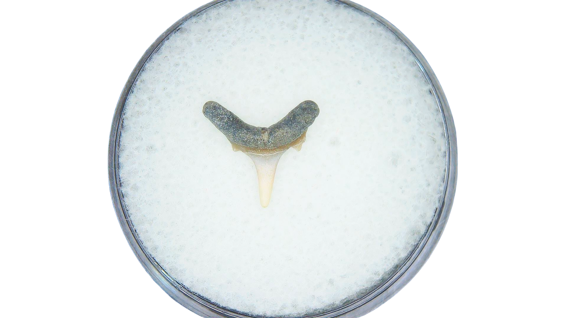 Odontaspis acutissima Extinct Sand Tiger Shark Tooth 43 | Fossils for Sale Genuine Miocene Age Odontaspis acutissima Extinct Sand Tiger Shark Tooth Fossil for Sale from North Carolina #43