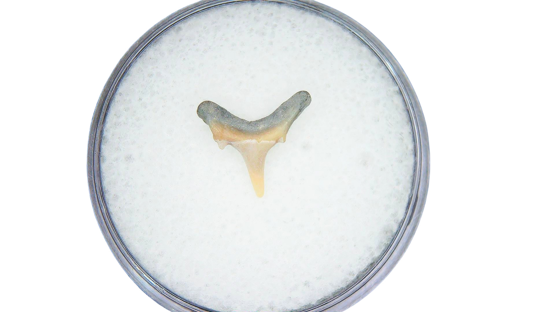 Odontaspis acutissima Extinct Sand Tiger Shark Tooth 43a | Fossils for Sale Genuine Miocene Age Odontaspis acutissima Extinct Sand Tiger Shark Tooth Fossil for Sale from North Carolina #43a