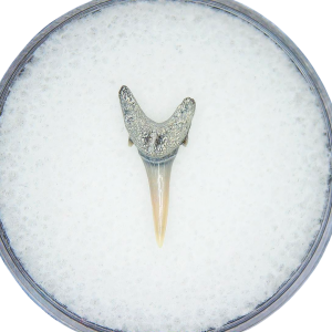 Genuine Miocene Age Odontaspis acutissima Extinct Sand Tiger Shark Tooth Fossil for Sale from North Carolina #44