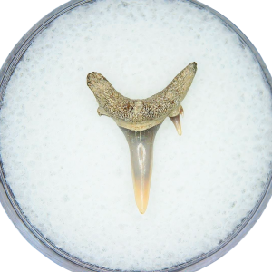 Genuine Miocene Age Odontaspis acutissima Extinct Sand Tiger Shark Tooth Fossil for Sale from North Carolina #45