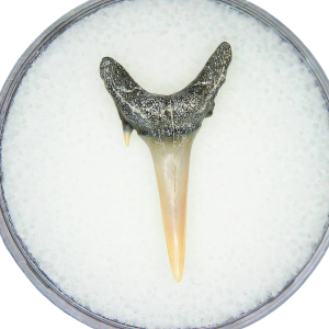 Genuine Miocene Age Odontaspis acutissima Extinct Sand Tiger Shark Tooth Fossil for Sale from North Carolina #46