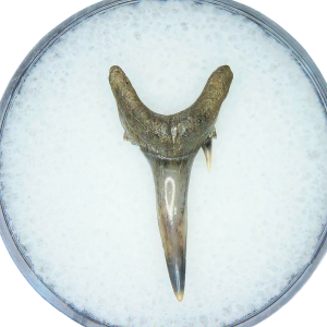 Genuine Miocene Age Odontaspis acutissima Extinct Sand Tiger Shark Tooth Fossil for Sale from North Carolina #47