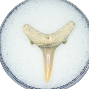 Genuine Miocene Age Odontaspis acutissima Extinct Sand Tiger Shark Tooth Fossil for Sale from North Carolina #48