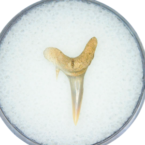Genuine Miocene Age Odontaspis acutissima Extinct Sand Tiger Shark Tooth Fossil for Sale from North Carolina #49