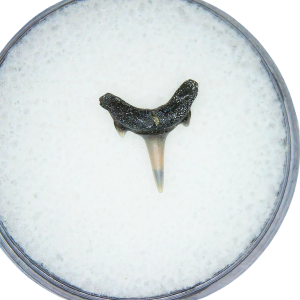 Genuine Miocene Age Odontaspis acutissima Extinct Sand Tiger Shark Tooth Fossil for Sale from North Carolina #5