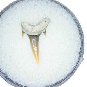 Genuine Miocene Age Odontaspis acutissima Extinct Sand Tiger Shark Tooth Fossil for Sale from North Carolina #50