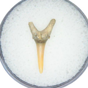 Genuine Miocene Age Odontaspis acutissima Extinct Sand Tiger Shark Tooth Fossil for Sale from North Carolina #6