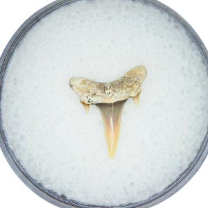 Genuine Miocene Age Odontaspis acutissima Extinct Sand Tiger Shark Tooth Fossil for Sale from North Carolina #7