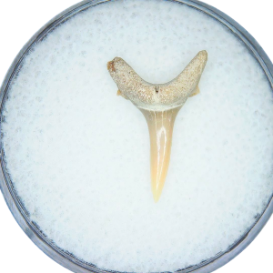 Genuine Miocene Age Odontaspis acutissima Extinct Sand Tiger Shark Tooth Fossil for Sale from North Carolina #8