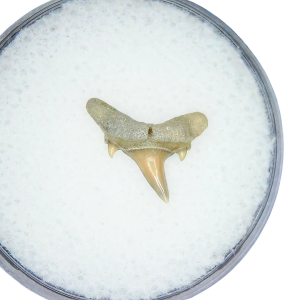Genuine Miocene Age Odontaspis acutissima Extinct Sand Tiger Shark Tooth Fossil for Sale from North Carolina #9