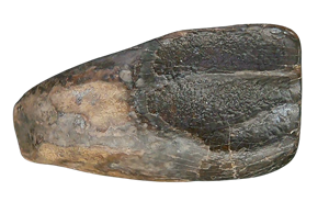 Genuine Cretaceous Age Triceratops Partially Rooted Tooth Fossil for Sale from South Dakota #20 Cover
