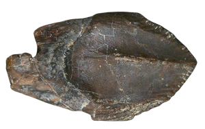 Genuine Cretaceous Age Triceratops Partially Rooted Tooth Fossil for Sale from South Dakota #21 Cover