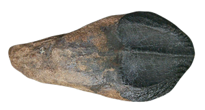 Genuine Cretaceous Age Triceratops Partially Rooted Tooth Fossil for Sale from South Dakota #22 Cover