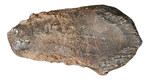 Genuine Cretaceous Age Triceratops Partially Rooted Tooth Fossil for Sale from South Dakota #23 Cover