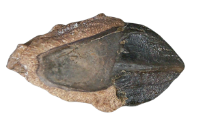 Genuine Cretaceous Age Triceratops Partially Rooted Tooth Fossil for Sale from South Dakota #24 Cover