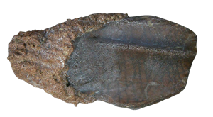 Genuine Cretaceous Age Triceratops Partially Rooted Tooth Fossil for Sale from South Dakota #25 Cover