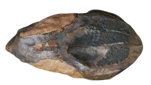 Genuine Cretaceous Age Triceratops Partially Rooted Tooth Fossil for Sale from South Dakota #26 Cover