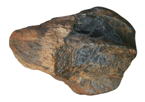 Genuine Cretaceous Age Triceratops Partially Rooted Tooth Fossil for Sale from South Dakota #27 Cover