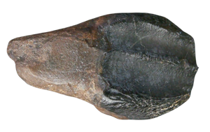 Genuine Cretaceous Age Triceratops Partially Rooted Tooth Fossil for Sale from South Dakota #28 Cover