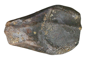 Genuine Cretaceous Age Triceratops Partially Rooted Tooth Fossil for Sale from South Dakota #29 Cover