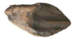 Genuine Cretaceous Age Triceratops Partially Rooted Tooth Fossil for Sale from South Dakota #30 Cover