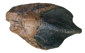 Genuine Cretaceous Age Triceratops Partially Rooted Tooth Fossil for Sale from South Dakota #31