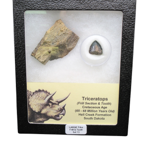 Genuine Cretaceous Age Triceratops Frill and Tooth Large Set Fossil for Sale from South Dakota #13
