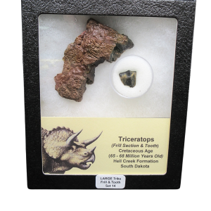 Genuine Cretaceous Age Triceratops Frill and Tooth Large Set Fossil for Sale from South Dakota #14