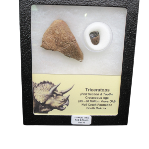 Genuine Cretaceous Age Triceratops Frill and Tooth Large Set Fossil for Sale from South Dakota #16