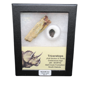 Genuine Cretaceous Age Triceratops Frill and Tooth Medium Set Fossil for Sale from South Dakota #13