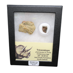 Genuine Cretaceous Age Triceratops Frill and Tooth Medium Set Fossil for Sale from South Dakota #20