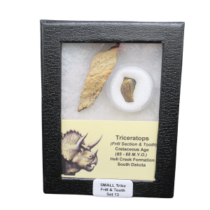 Genuine Cretaceous Age Triceratops Frill and Tooth Set Fossil for Sale from South Dakota #13