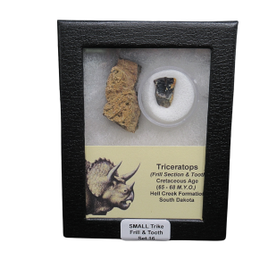 Genuine Cretaceous Age Triceratops Frill and Tooth Set Fossil for Sale from South Dakota #16