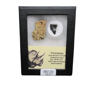 Genuine Cretaceous Age Triceratops Frill and Tooth Set Fossil for Sale from South Dakota #17