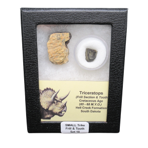 Genuine Cretaceous Age Triceratops Frill and Tooth Set Fossil for Sale from South Dakota #18