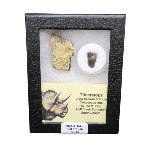 Genuine Cretaceous Age Triceratops Frill and Tooth Set Fossil for Sale from South Dakota #19