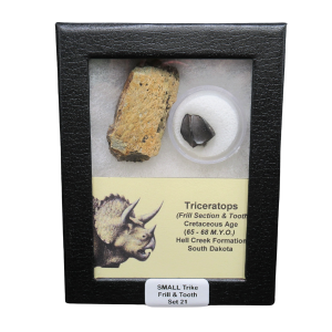 Genuine Cretaceous Age Triceratops Frill and Tooth Small Set Fossil for Sale from South Dakota #21