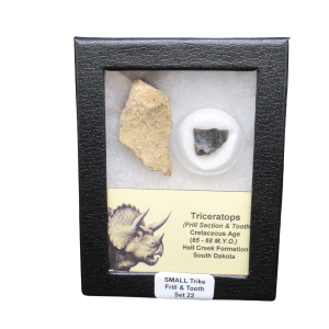 Genuine Cretaceous Age Triceratops Frill and Tooth Small Set Fossil for Sale from South Dakota #22