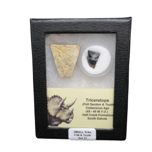 Genuine Cretaceous Age Triceratops Frill and Tooth Small Set Fossil for Sale from South Dakota #23