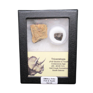 Genuine Cretaceous Age Triceratops Frill and Tooth Small Set Fossil for Sale from South Dakota #24