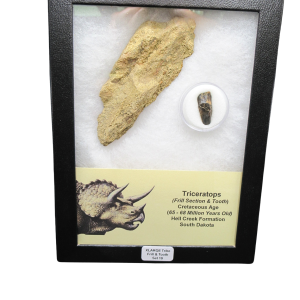 Genuine Cretaceous Age Triceratops Frill and Tooth X- Large Set Fossil for Sale from South Dakota #10