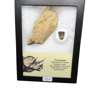 Genuine Cretaceous Age Triceratops Frill and Tooth X- Large Set Fossil for Sale from South Dakota #7
