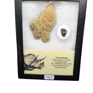 Genuine Cretaceous Age Triceratops Frill and Tooth X- Large Set Fossil for Sale from South Dakota #8