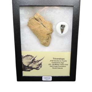 Genuine Cretaceous Age Triceratops Frill and Tooth X- Large Set Fossil for Sale from South Dakota #9