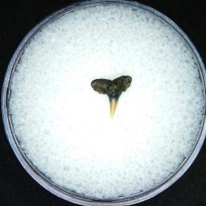 miocene age loxodon sliteye shark tooth from lee creek mine north carolina 4 | Fossils for Sale Genuine Miocene Age Loxodon Sliteye Shark Tooth for Sale from North Carolina #4