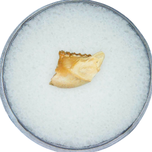 Adjidaumo Eocene Rodent Tooth from Nebraska 10 | Fossils for Sale Genuine Eocene Age Adjidaumo Rodent Tooth for Sale from Nebraska #10